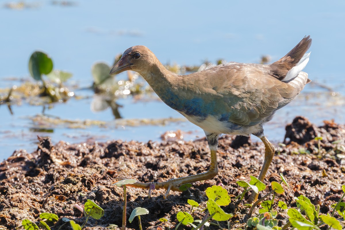 Purple Gallinule - ML645579925