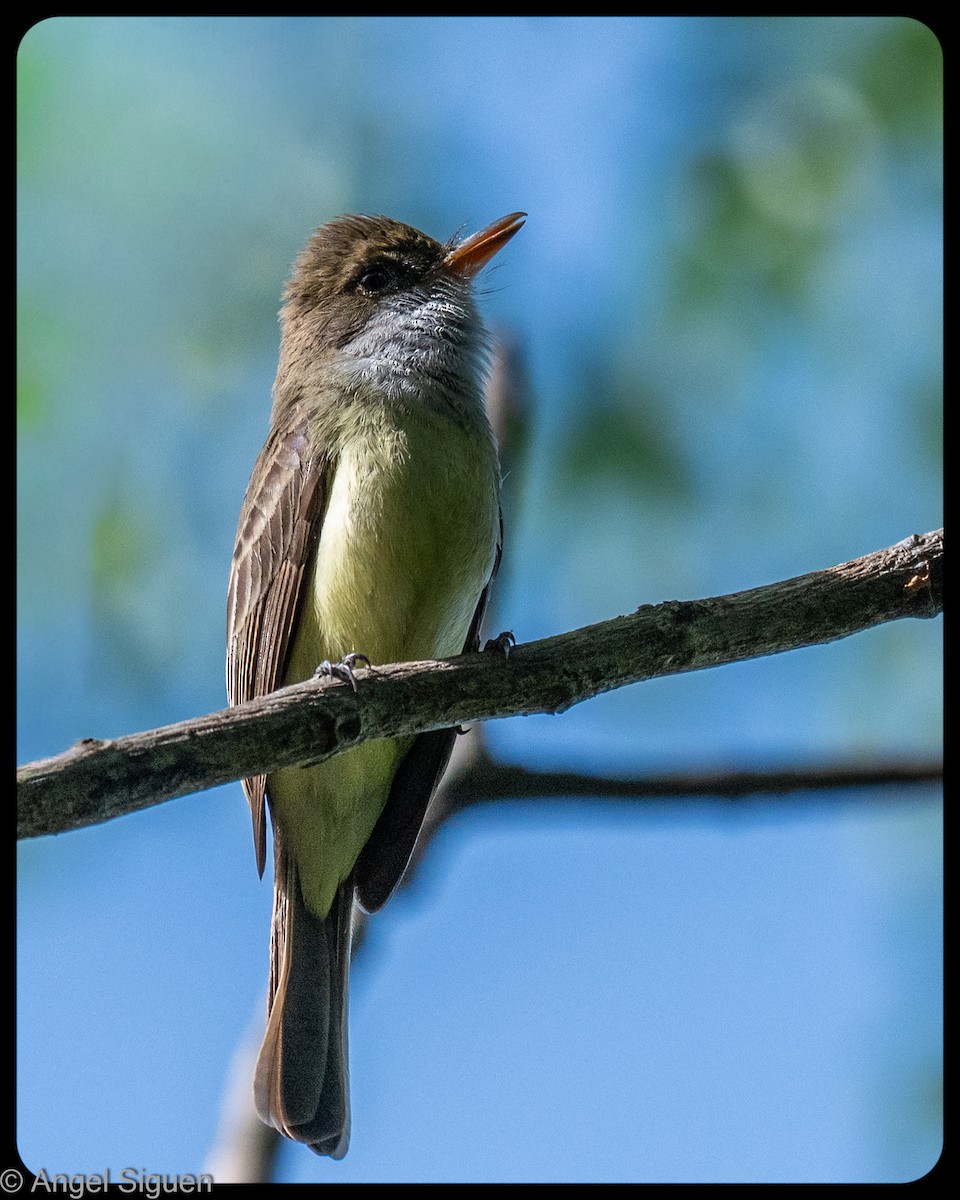 Swainson's Flycatcher - ML645579947