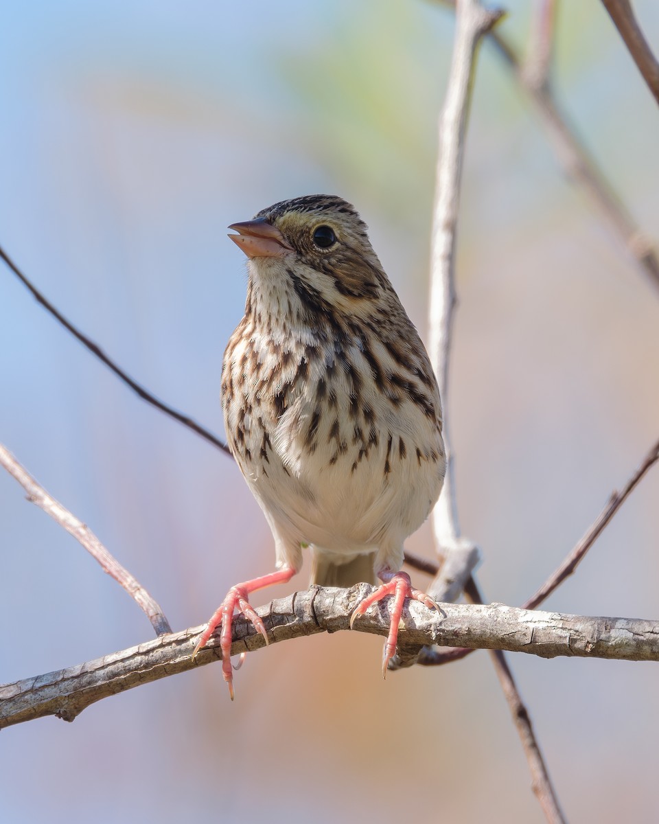 Savannah Sparrow - ML645579948