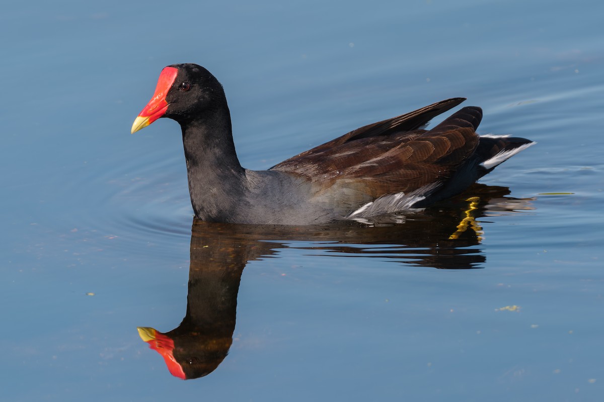Common Gallinule - ML645579953