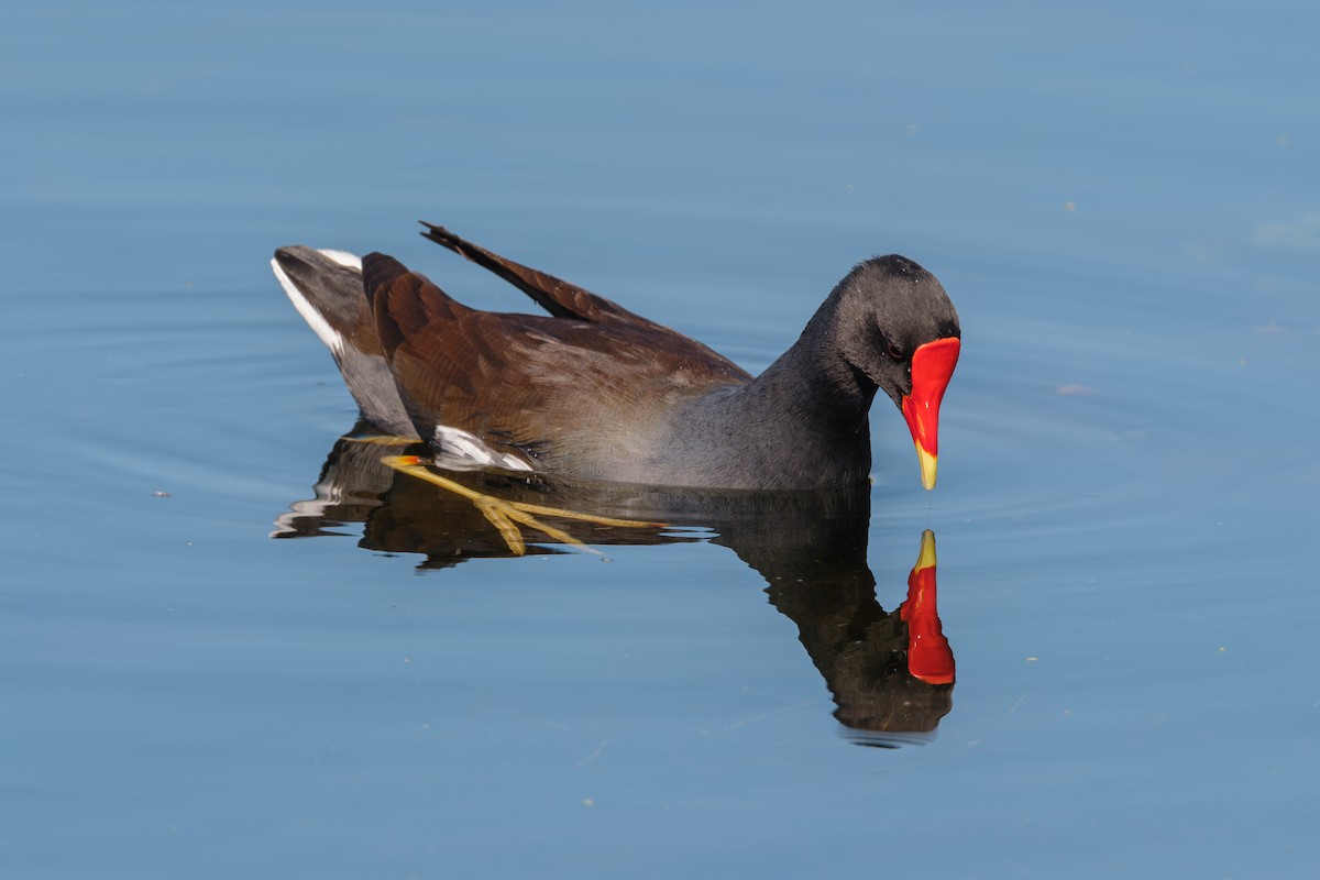 Common Gallinule - ML645579955