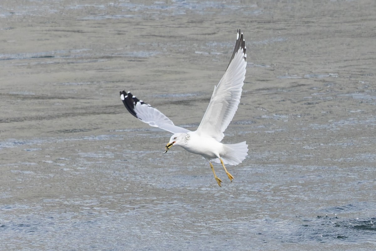Ring-billed Gull - ML645579956