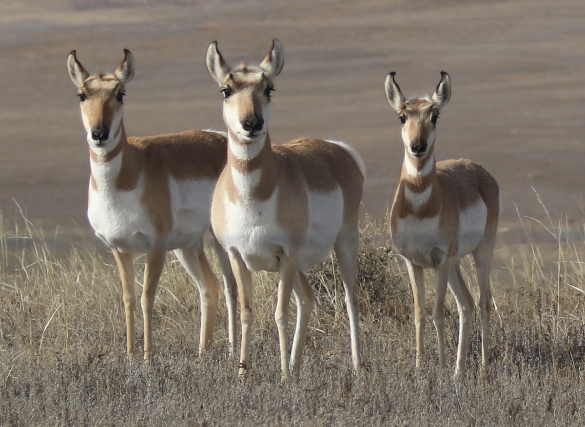 Pronghorn - ML645579966