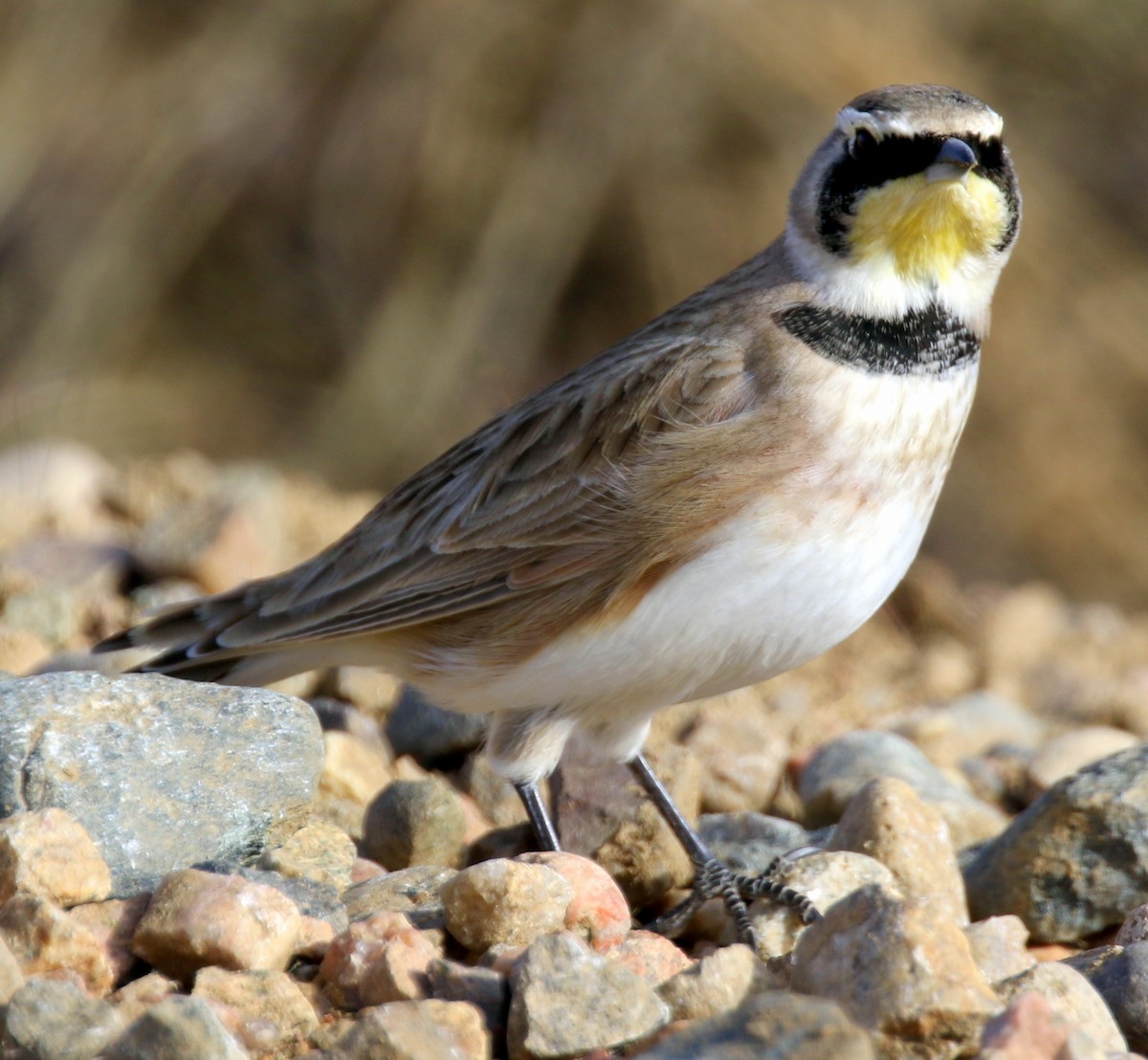 Alondra Cornuda - ML645579970