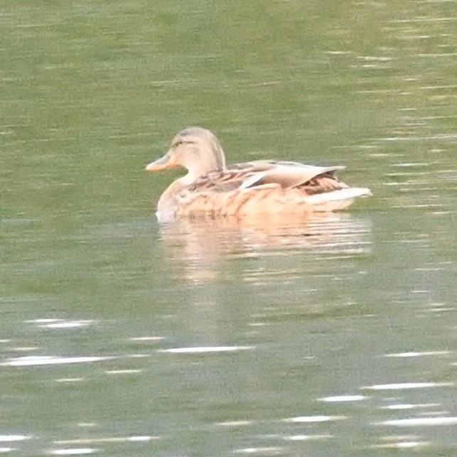 Серая утка - ML645579976