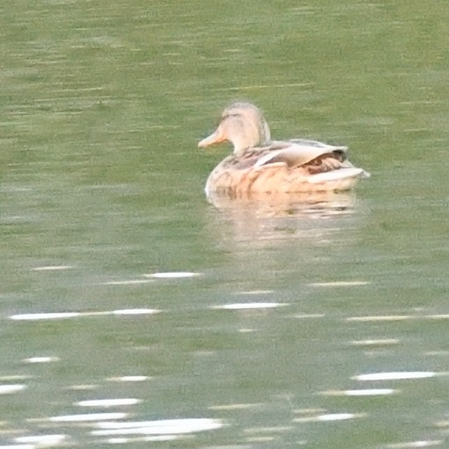 Серая утка - ML645579977