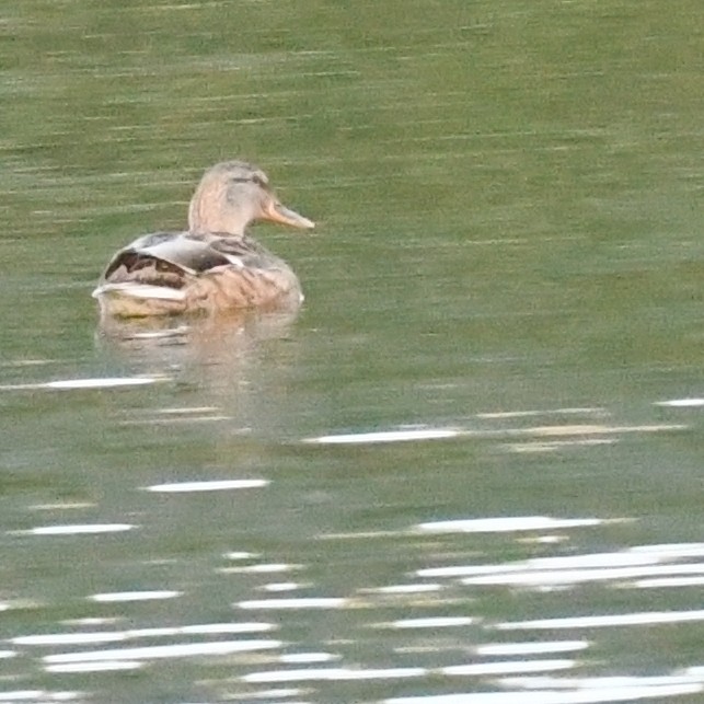 Серая утка - ML645579978