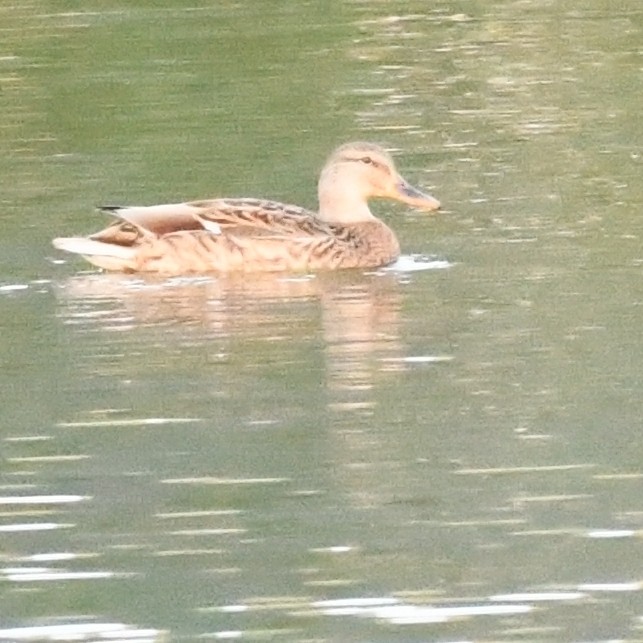 Серая утка - ML645579979