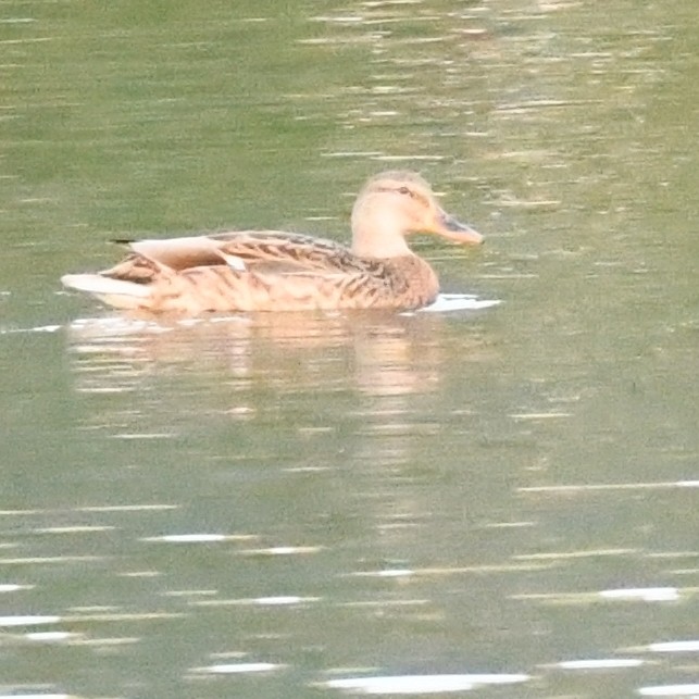 Серая утка - ML645579980