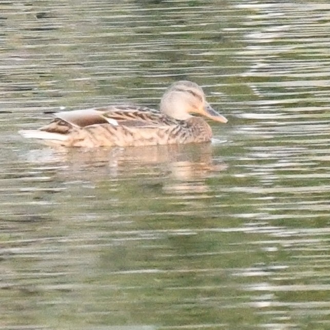 Серая утка - ML645579981