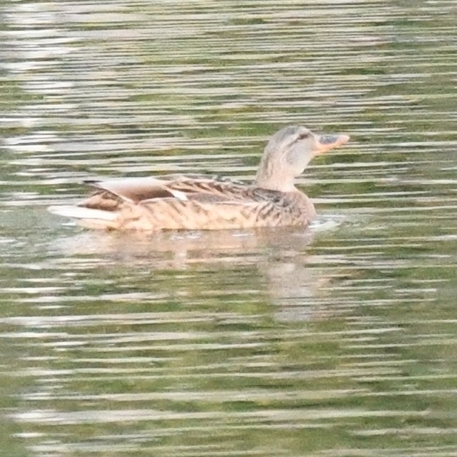 Серая утка - ML645579982