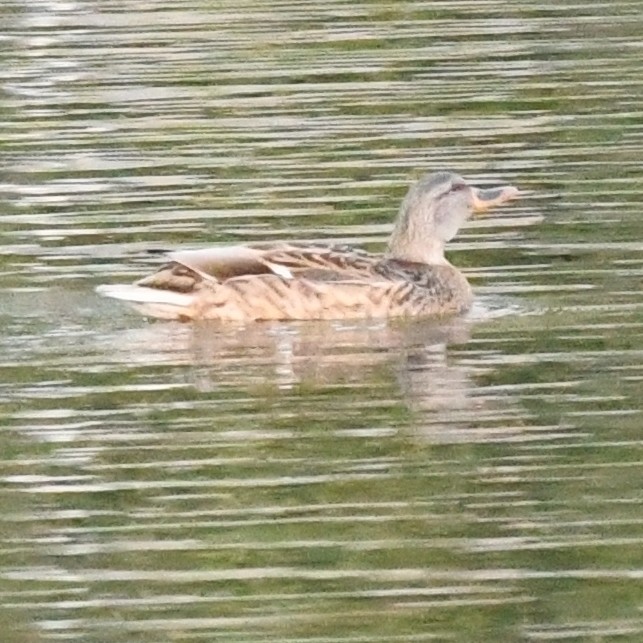 Серая утка - ML645579983