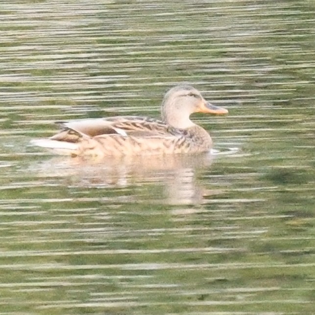 Серая утка - ML645579984