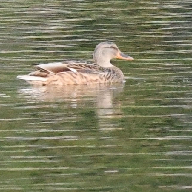 Серая утка - ML645579985