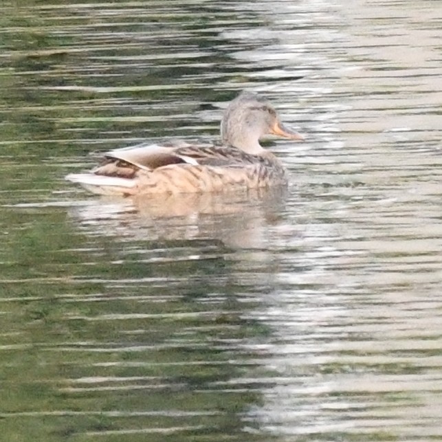 Серая утка - ML645579986