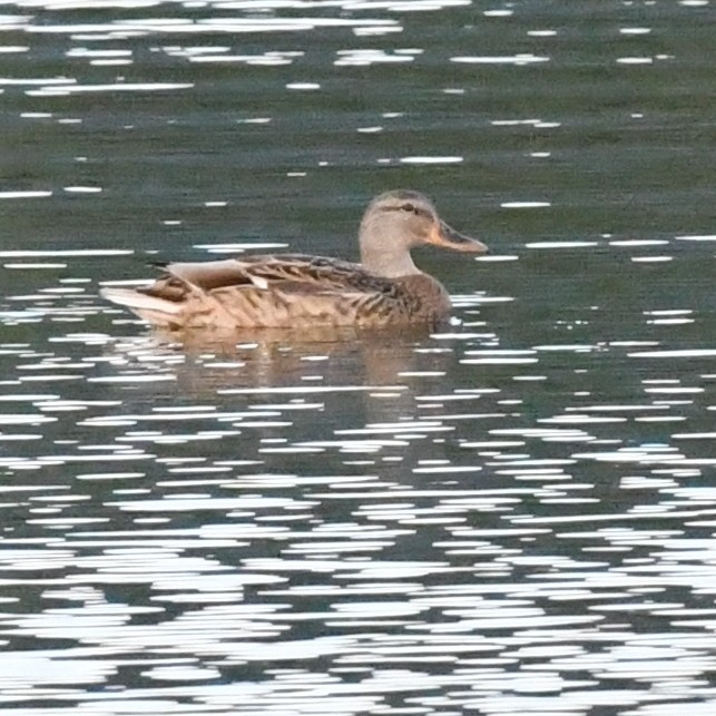 Серая утка - ML645579987