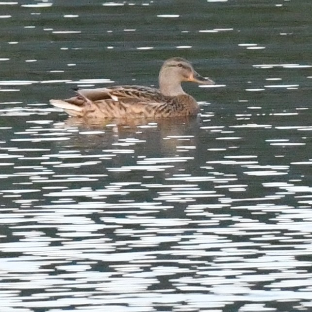 Серая утка - ML645579988