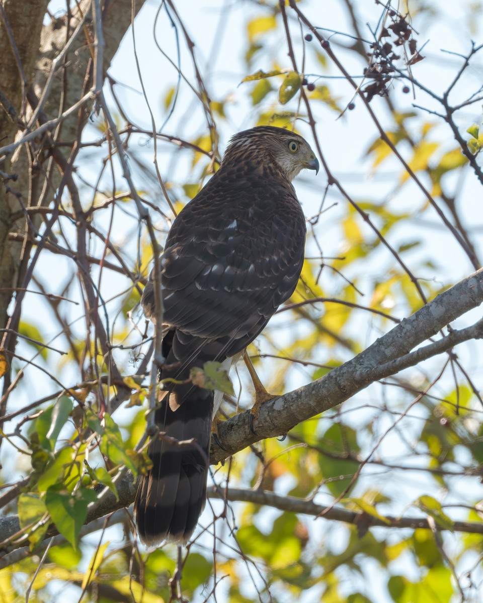 クーパーハイタカ - ML645579990