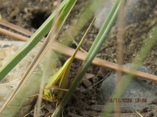 Animals - ML645579994