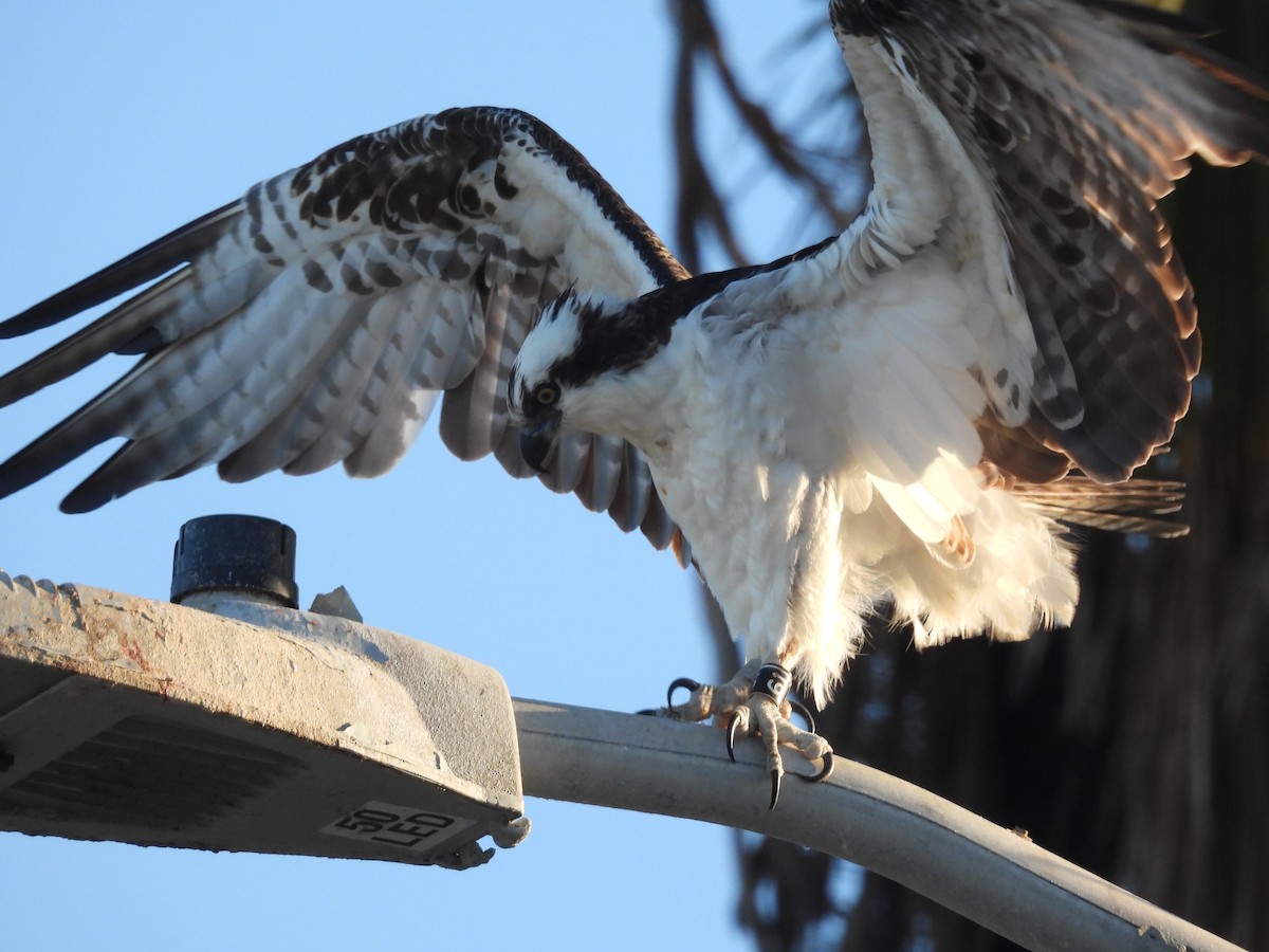 Osprey - ML645579996