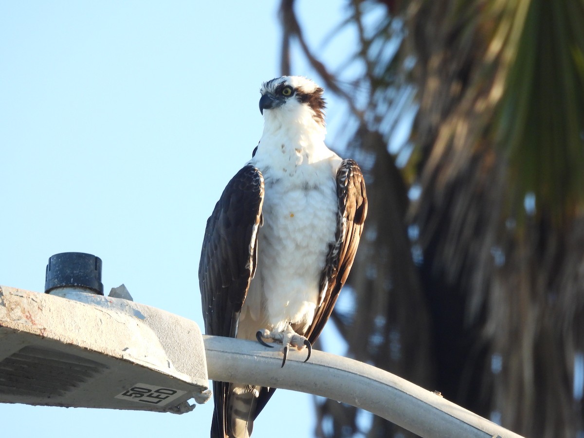Osprey - ML645579997
