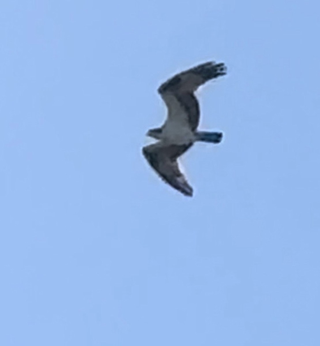 Osprey - ML645579999
