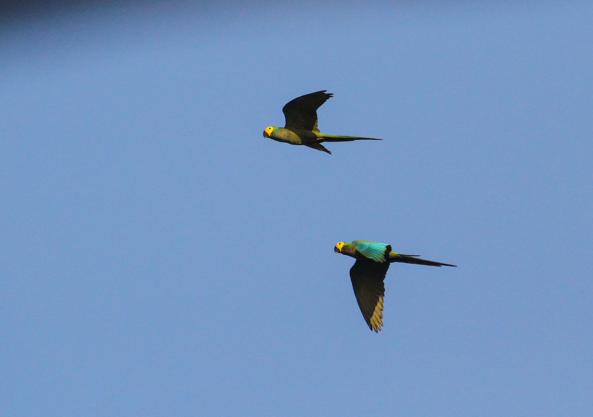 Red-bellied Macaw - ML645580001