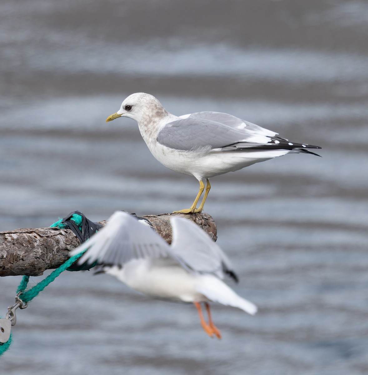 Short-billed Gull - ML645580002