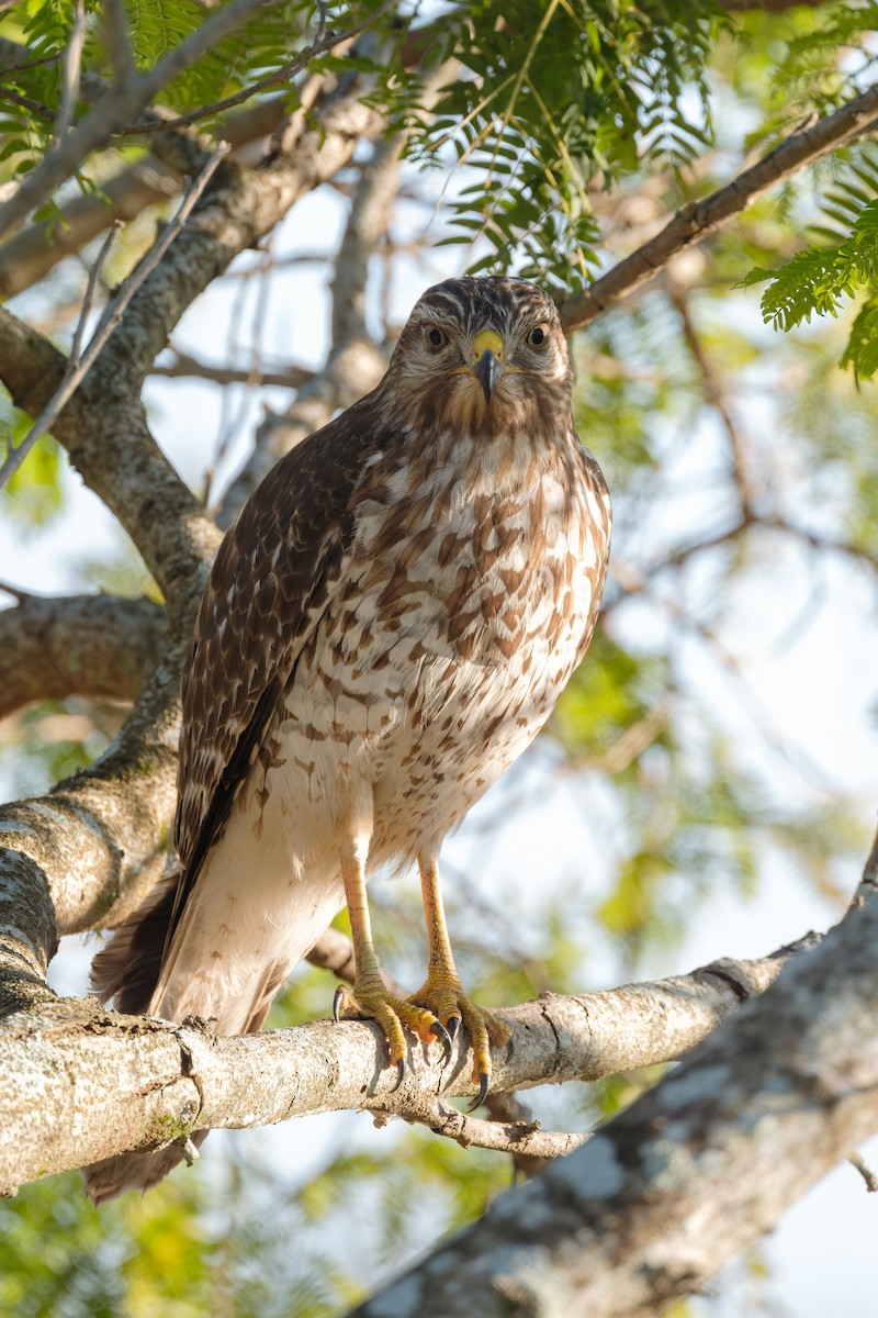Red-shouldered Hawk - ML645580004