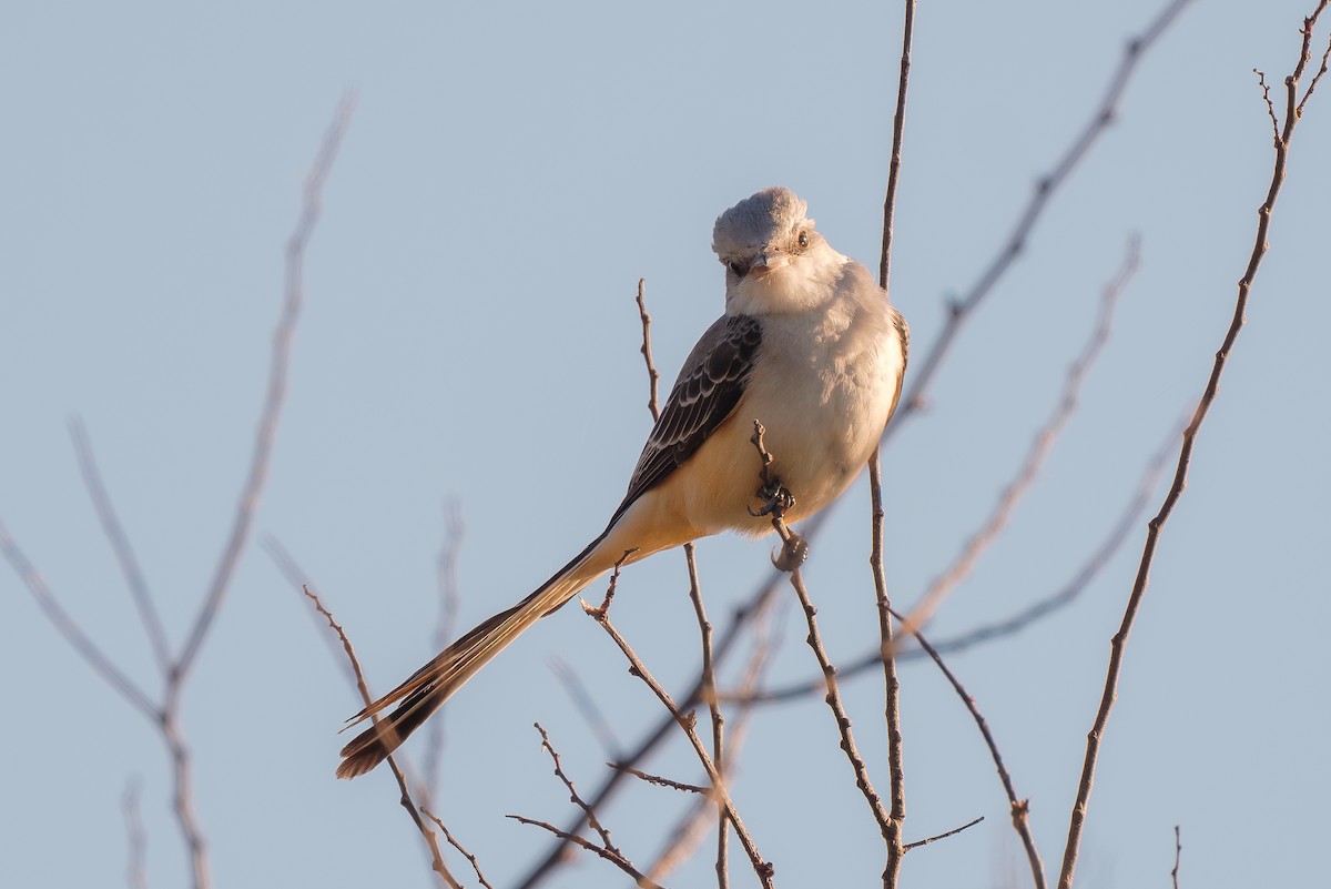 Scissor-tailed Flycatcher - ML645580008