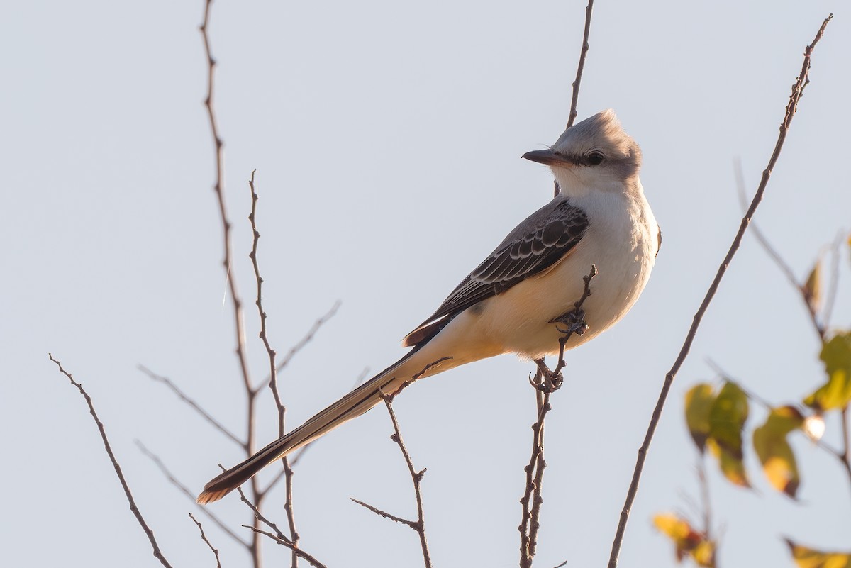 Scissor-tailed Flycatcher - ML645580013