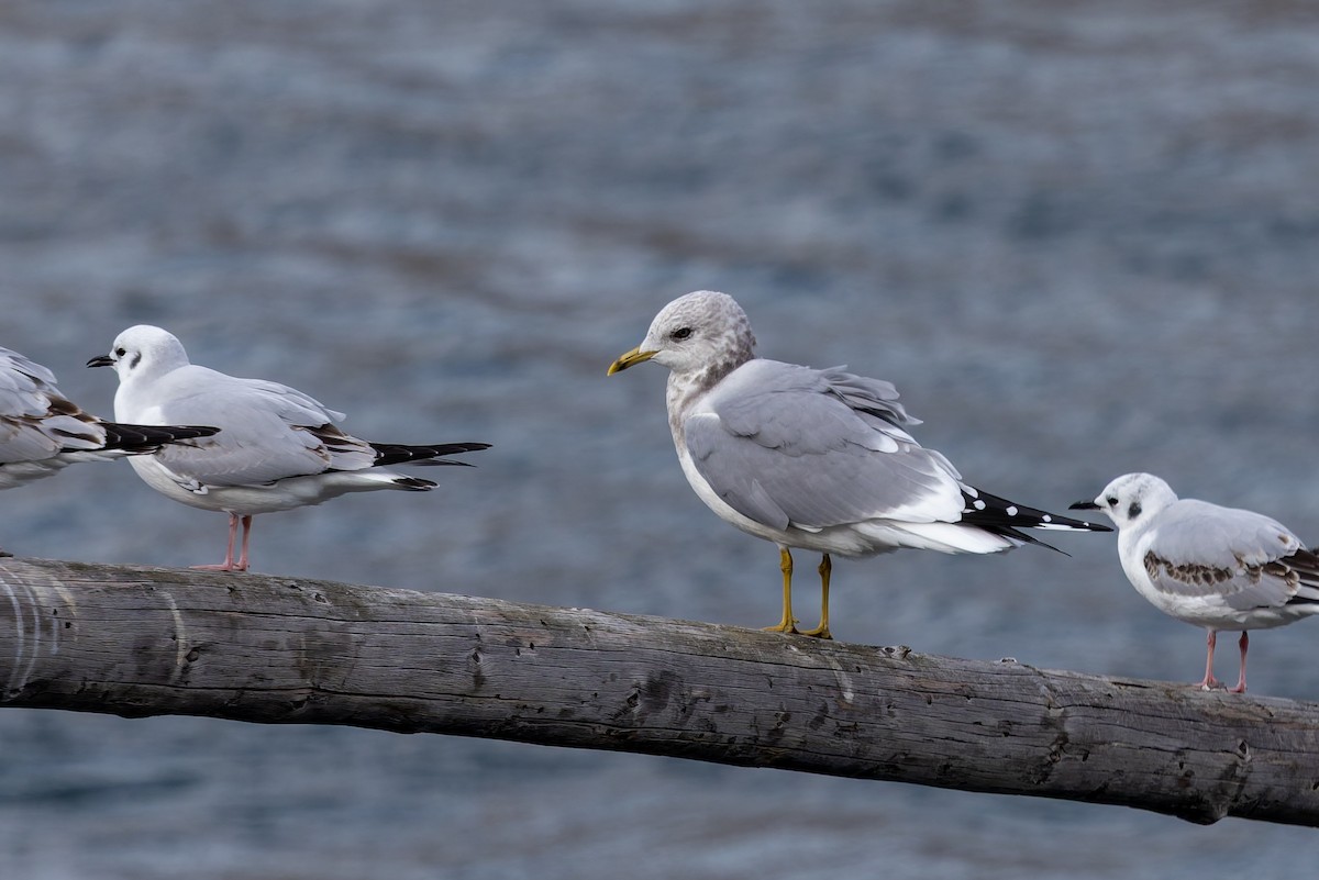 Short-billed Gull - ML645580018