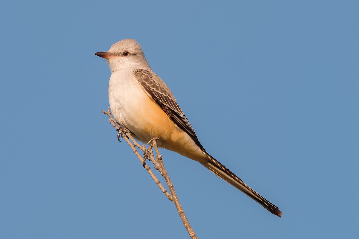 Scissor-tailed Flycatcher - ML645580021