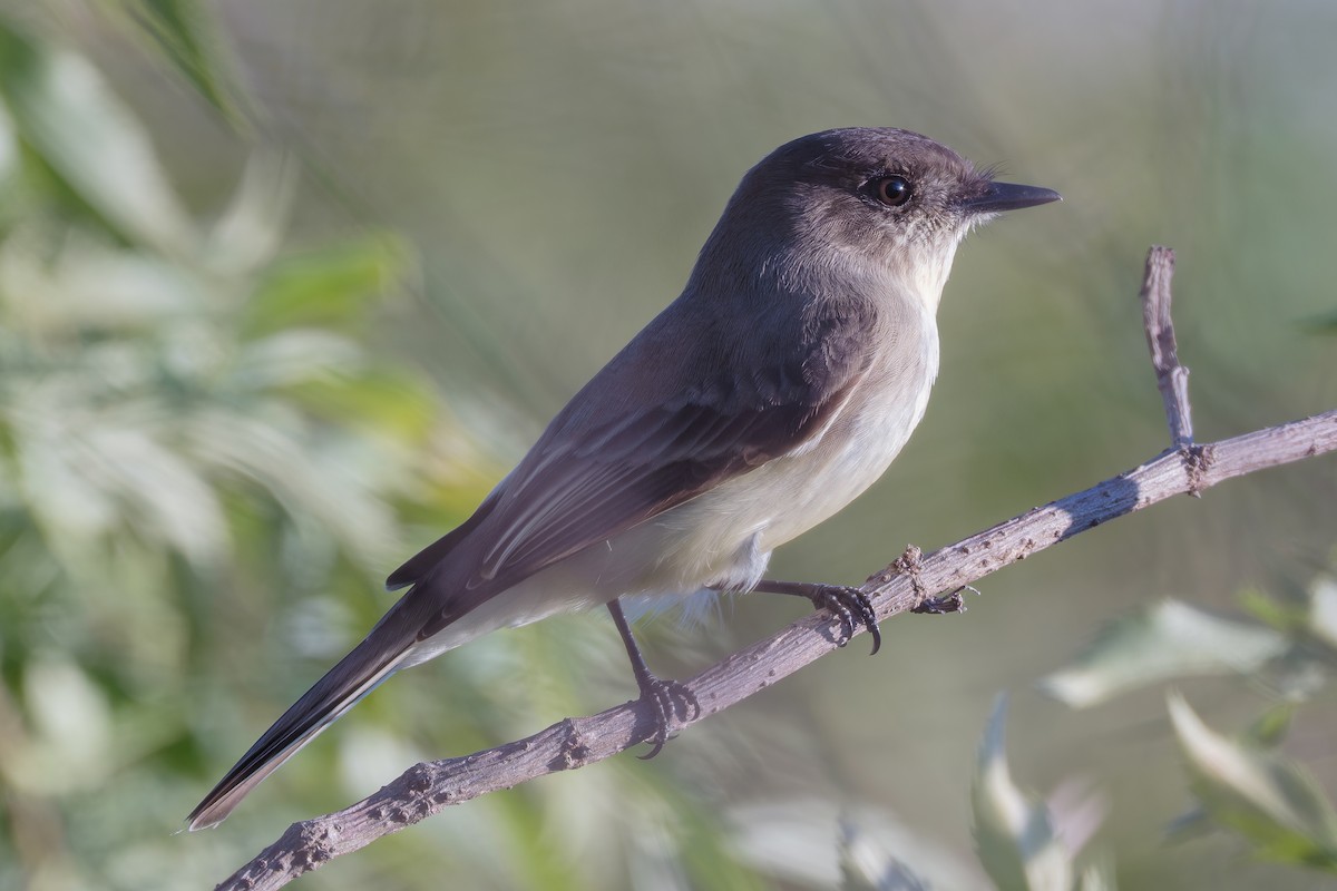 Eastern Phoebe - ML645580024