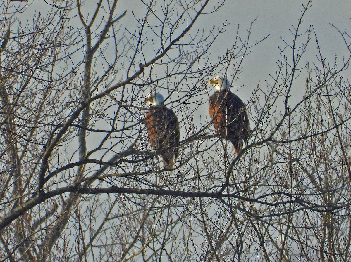Bald Eagle - ML645580036