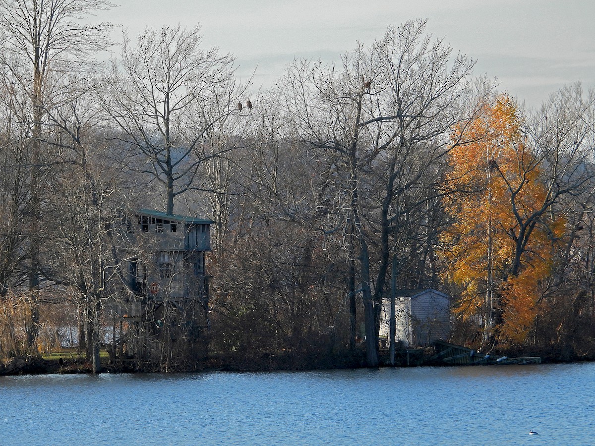 Bald Eagle - ML645580037