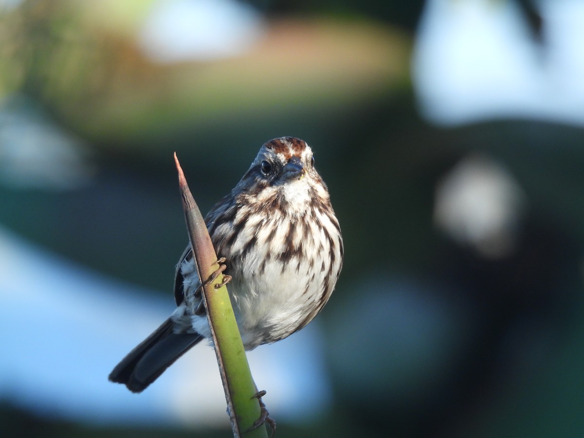 Song Sparrow - ML645580044