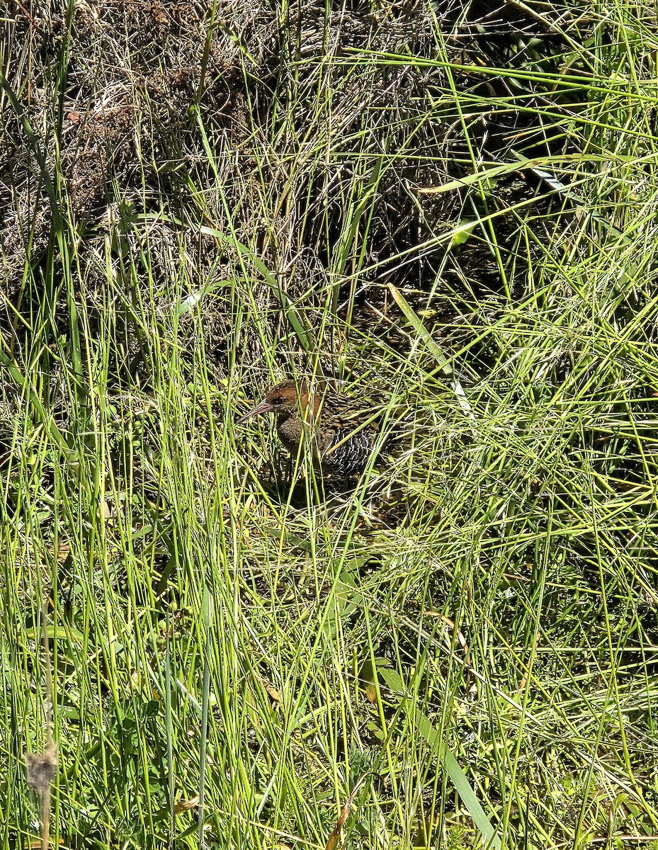 Krickralle - ML645580048