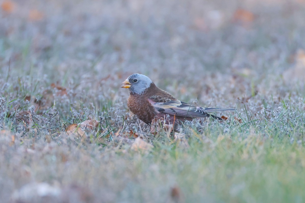 Gray-crowned Rosy-Finch (Hepburn's) - ML645580056