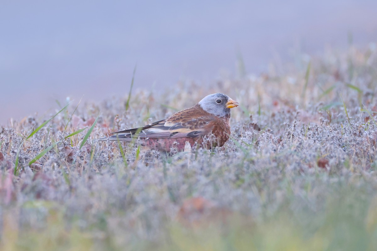 Gray-crowned Rosy-Finch (Hepburn's) - ML645580057