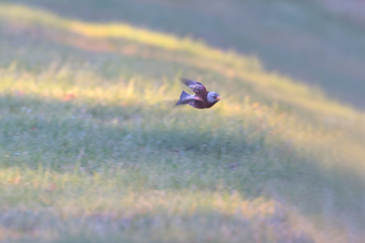 Gray-crowned Rosy-Finch (Hepburn's) - ML645580058