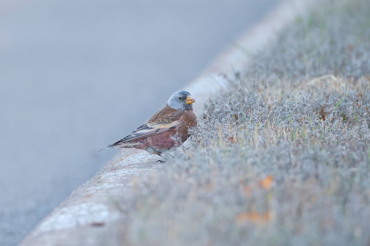 Gray-crowned Rosy-Finch (Hepburn's) - ML645580059