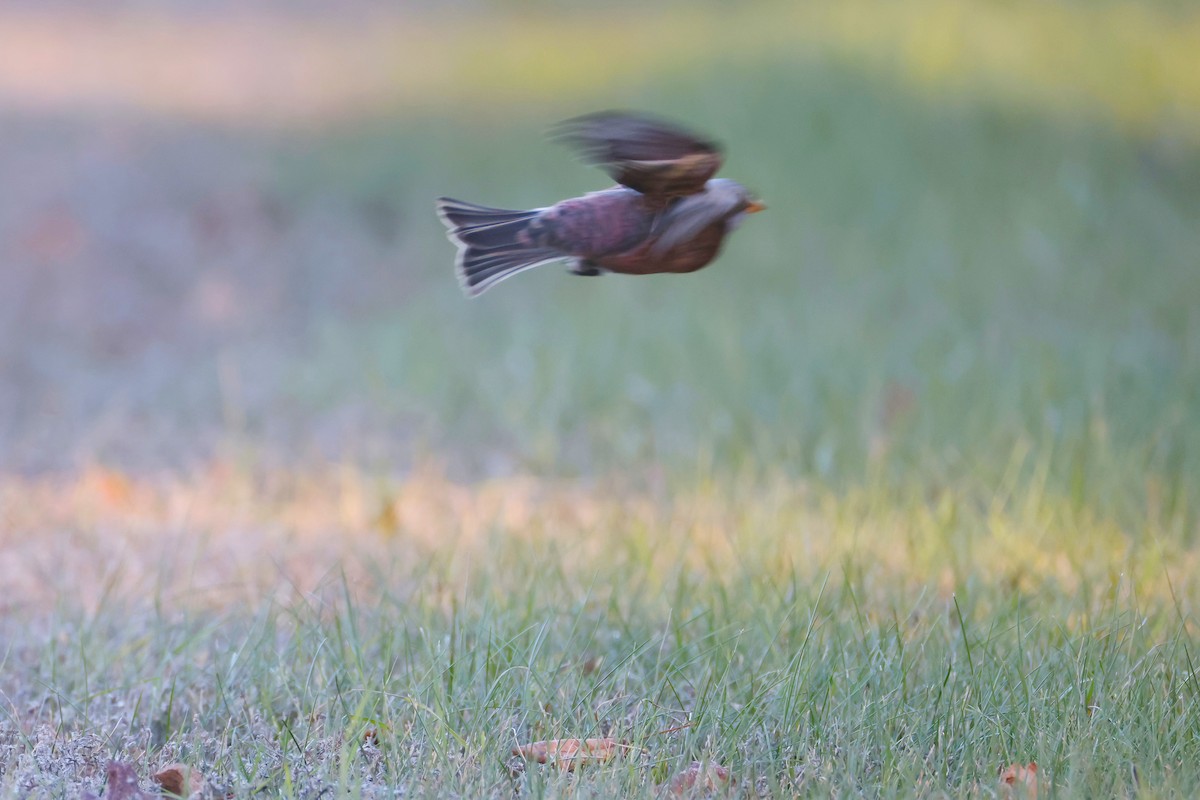 Gray-crowned Rosy-Finch (Hepburn's) - ML645580060