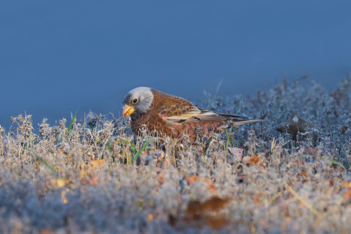 Gray-crowned Rosy-Finch (Hepburn's) - ML645580061
