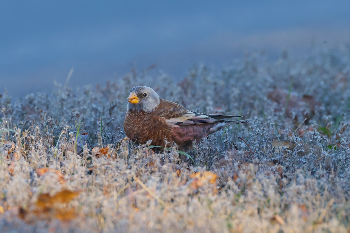 Gray-crowned Rosy-Finch (Hepburn's) - ML645580062