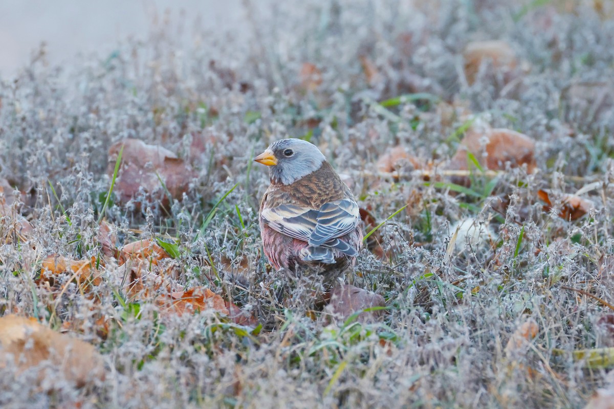 Gray-crowned Rosy-Finch (Hepburn's) - ML645580064