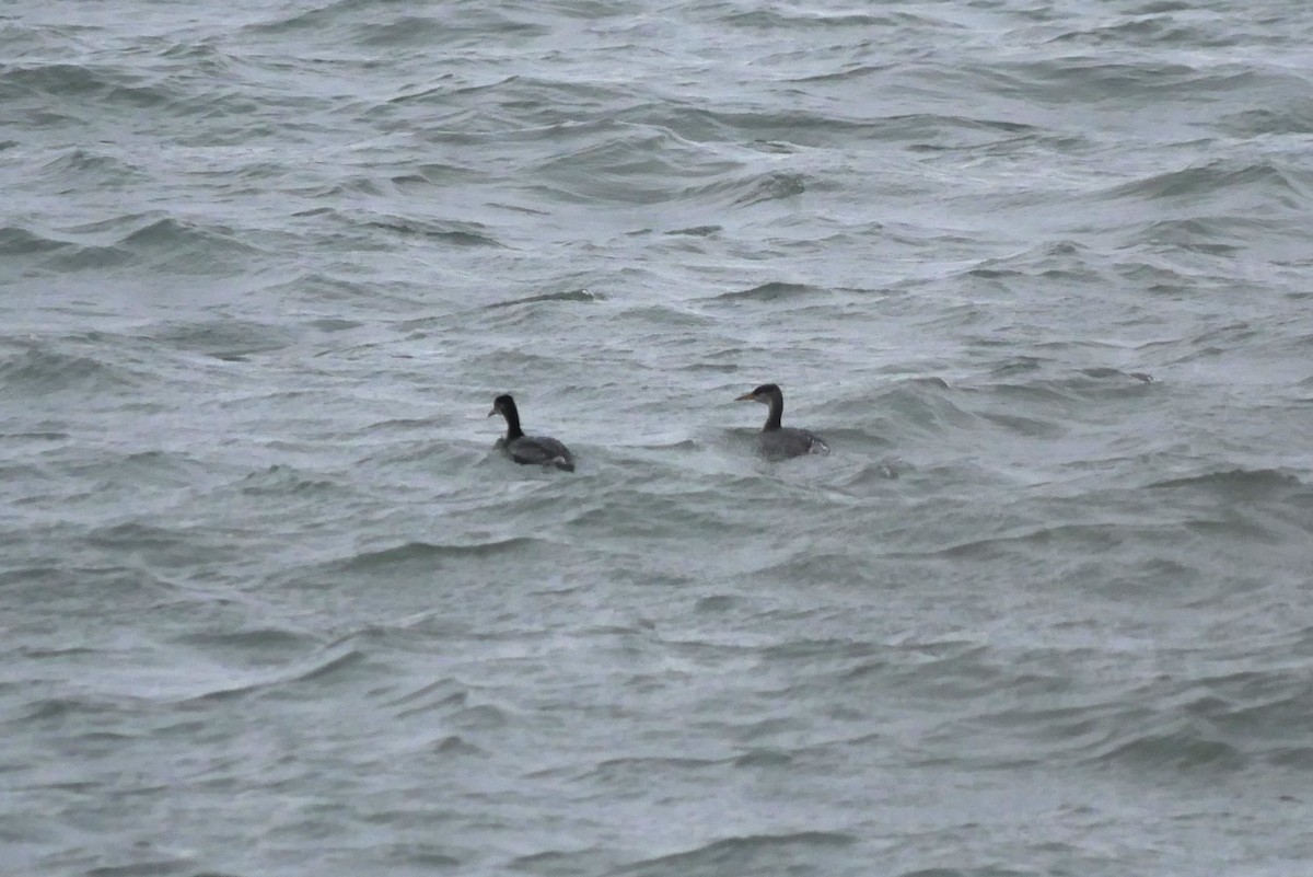 Red-necked Grebe - ML645580066
