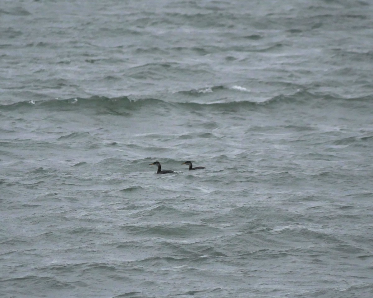 Red-necked Grebe - ML645580067