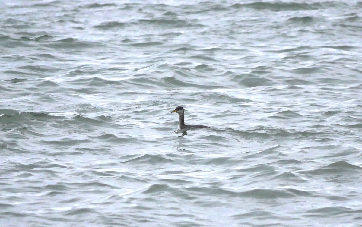Red-necked Grebe - ML645580068
