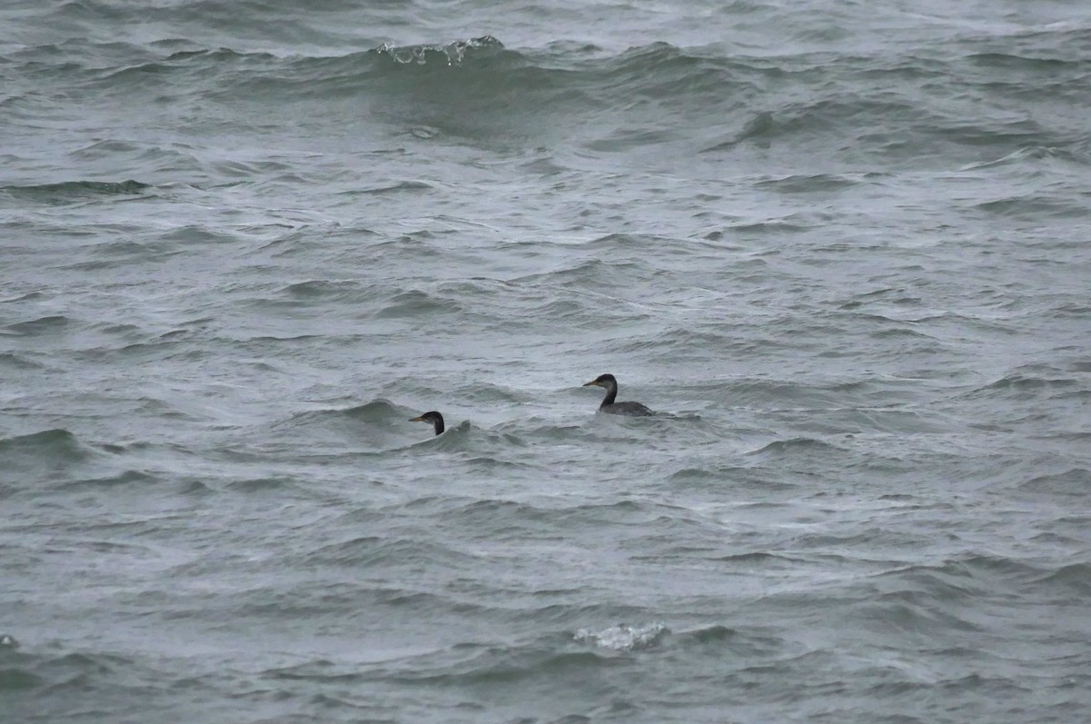 Red-necked Grebe - ML645580069